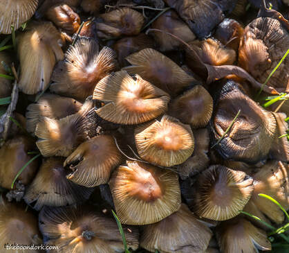Mushrooms Picture