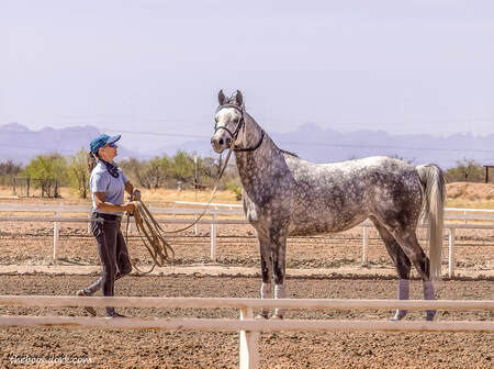 Lunging a big Arab Picture