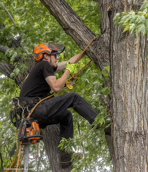 Tree cutting Picture