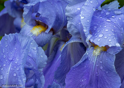 Irises Picture