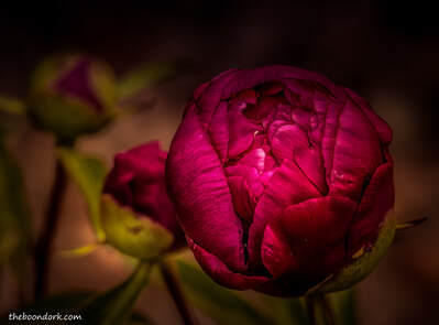 Red Peony Picture