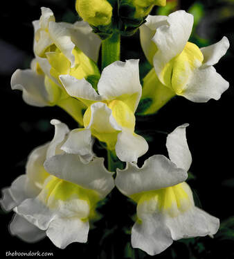 Snapdragons Picture