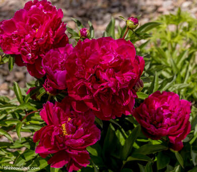 Red peonies Picture