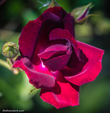 Red rose Picture