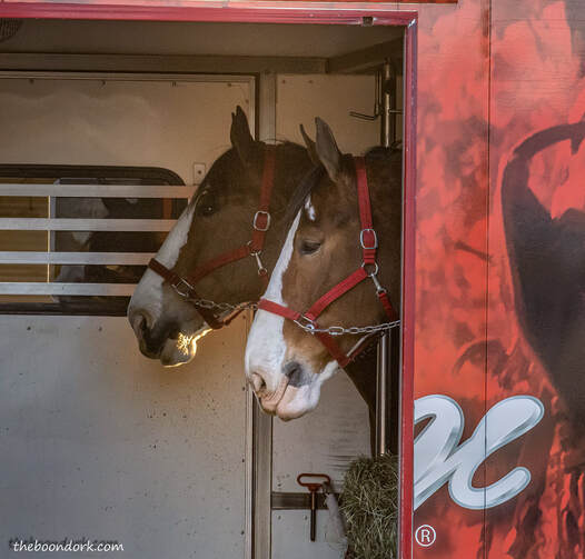Budweiser horses Picture