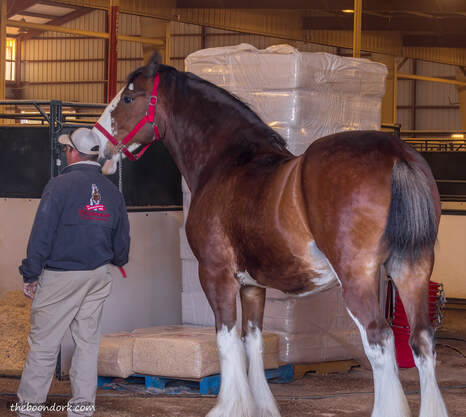 Budweiser Clydesdale Picture