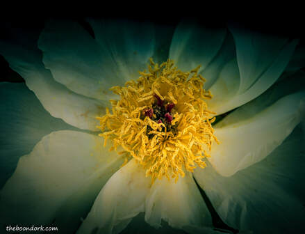 Peonies Picture