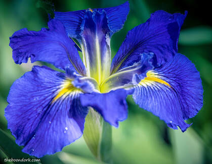 Iris Picture