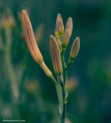 Flower buds Picture