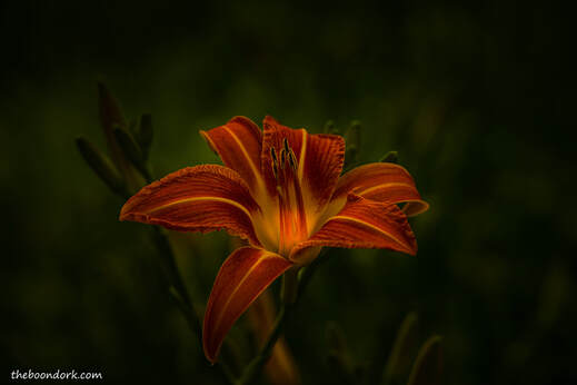 Daylily Picture