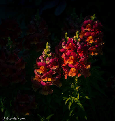 Snapdragons Picture