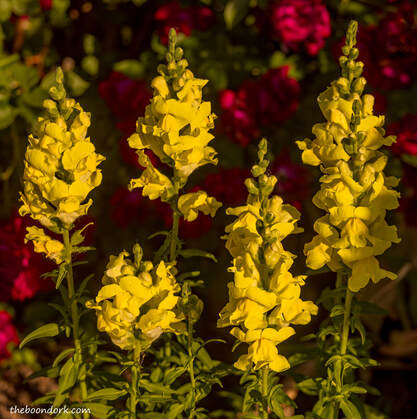 Snapdragons yellows Picture