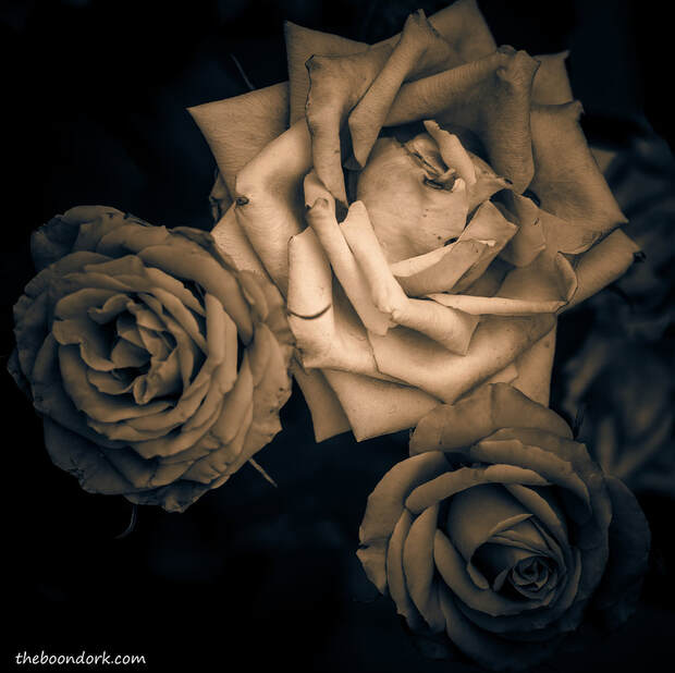 Roses Picture