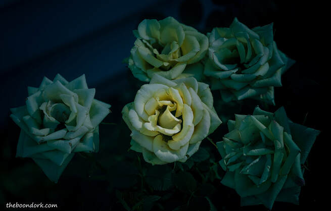 Nighttime roses Picture