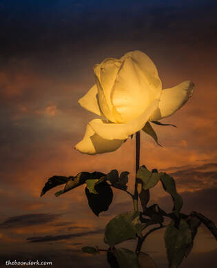 Yellow Rose Picture