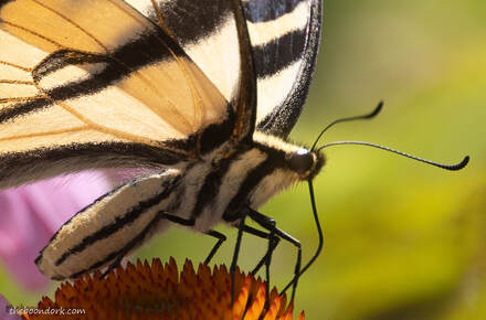 Swallowtail butterfly Picture