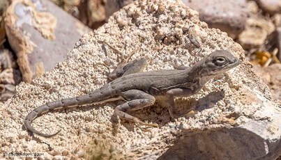 New Mexico lizard Picture