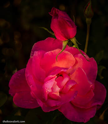 Nighttime rose Picture