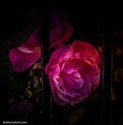 Roses and the rain Picture