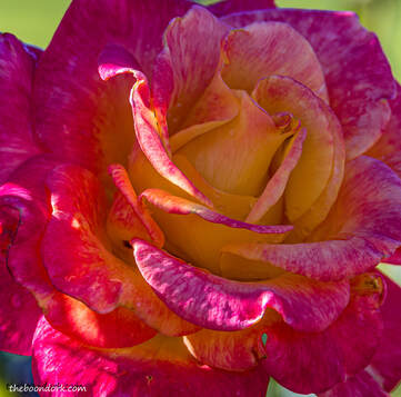 Multicolored rose Picture