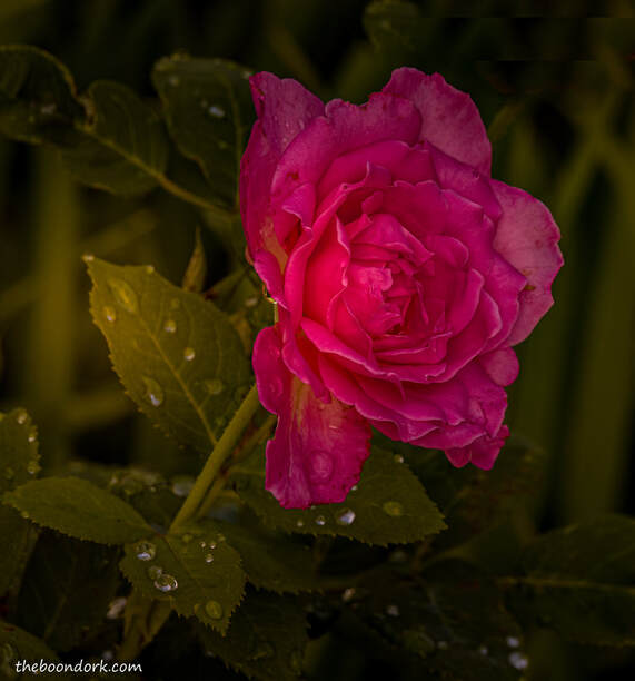 Red rose in the rain Picture