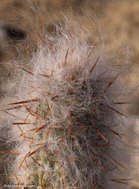 Furry Cactus