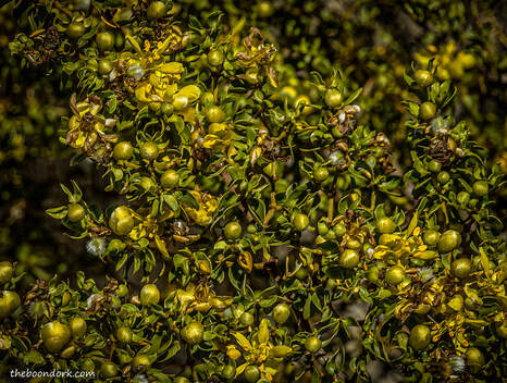 Creosote bush Picture