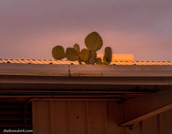 Cactus on the roof Picture