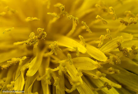 Close-up of yellow flower Picture