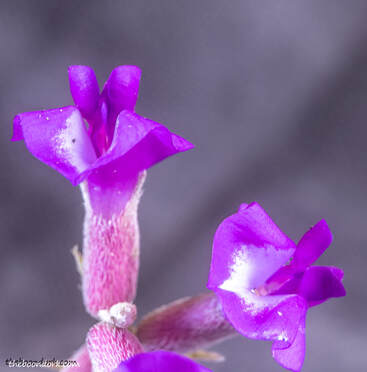 Purple wildflower Picture