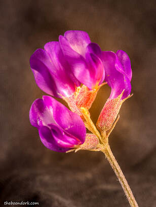 Purple wildflower New Mexico Picture