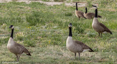 Canadian geese New Mexico Picture