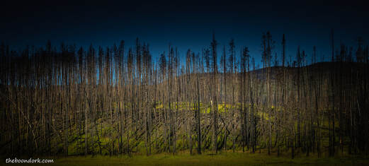 Burned forest Picture