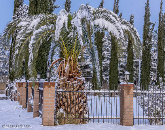 Pima County Fairgrounds in the snow Picture