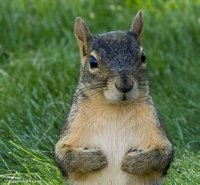 Squirrel Picture