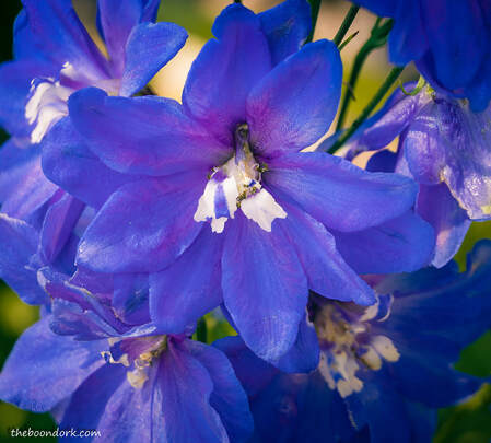 Blue flowers Picture