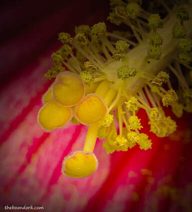 Hibiscus Picture