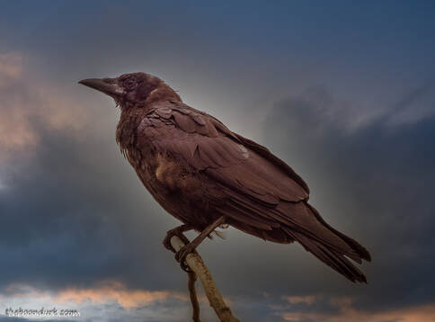 Crow perching on a branch Picture