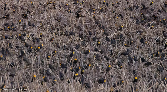 Yellow headed blackbirds Picture