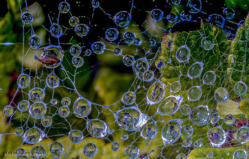 Spiders web Picture