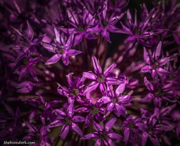 Purple flowers Picture