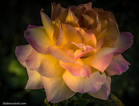 Sunrise rose Picture