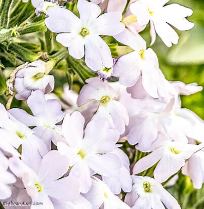 White flowers Picture