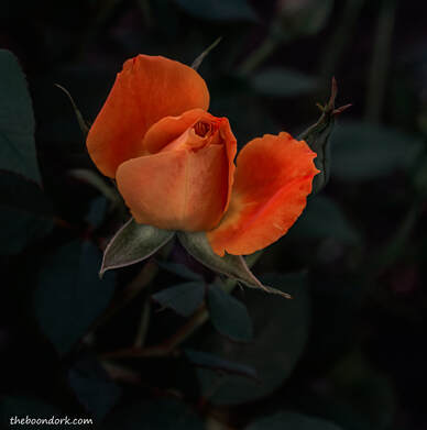 Orange rose Picture