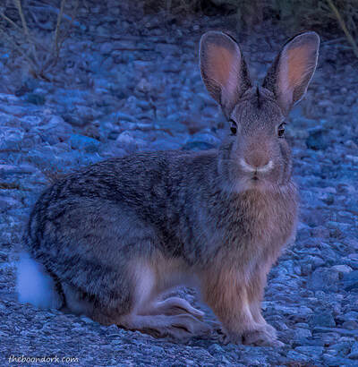 Bunny rabbit Picture