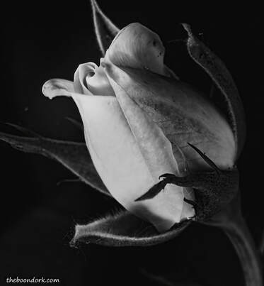 Black and white rose Picture