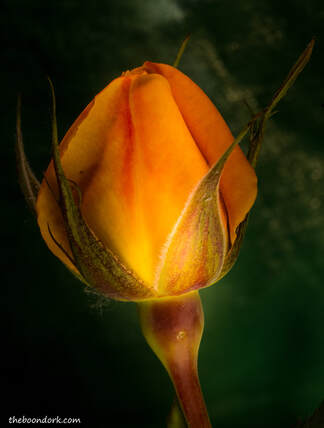 Rose Bud Picture