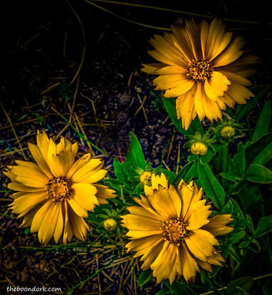 Yellow Wildflowers Picture