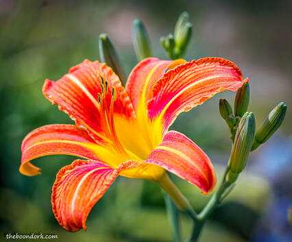 Orange Lily Picture