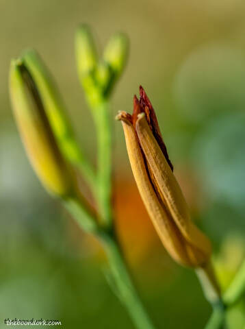 Flower bud Picture